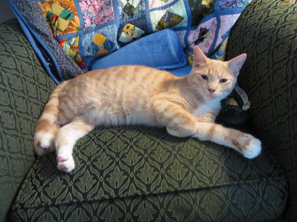 champagne coloured tabby cat lying on its side on a green armchair